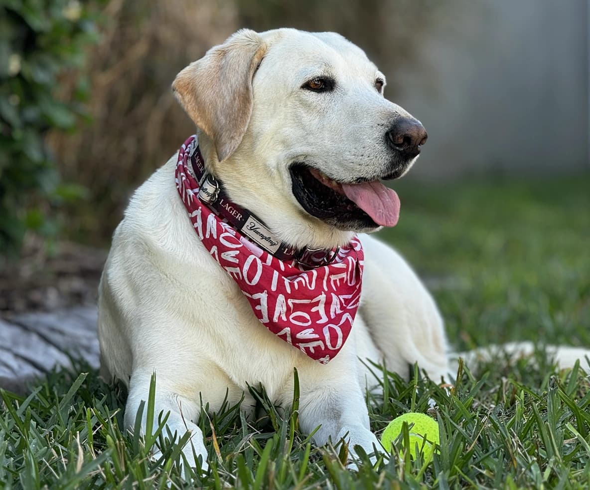 Say Hello to Tug!